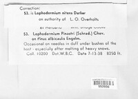 Lophodermium nitens image